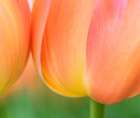 Netherlands-Lisse. Closeup of orange tulips. Art Print